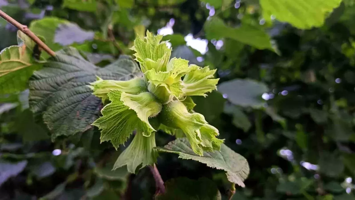 Ordu\'da Fındık İşçisi Yevmiyesi Belirlendi