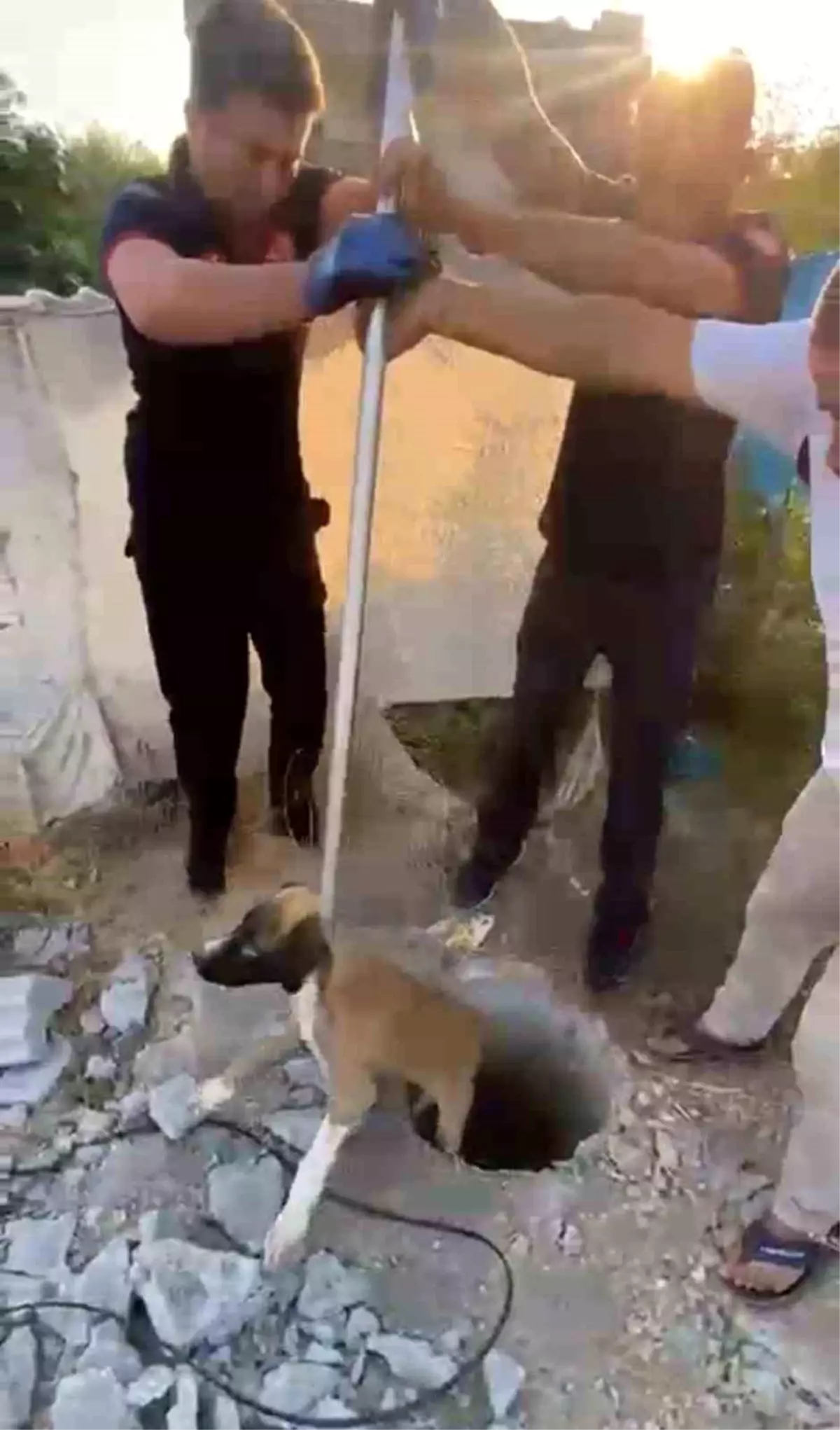 Yavru Köpek Kurtarıldı