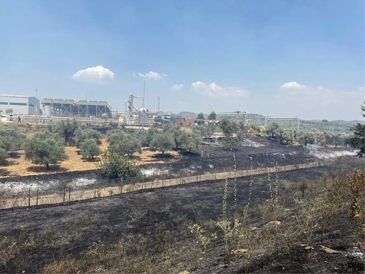 Aydın-İzmir Otoyolu\'nda Yangın Kontrol Altına Alındı