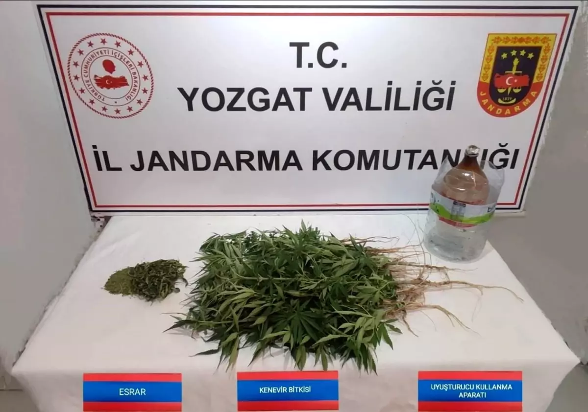Yozgat\'ta Kenevir Operasyonu