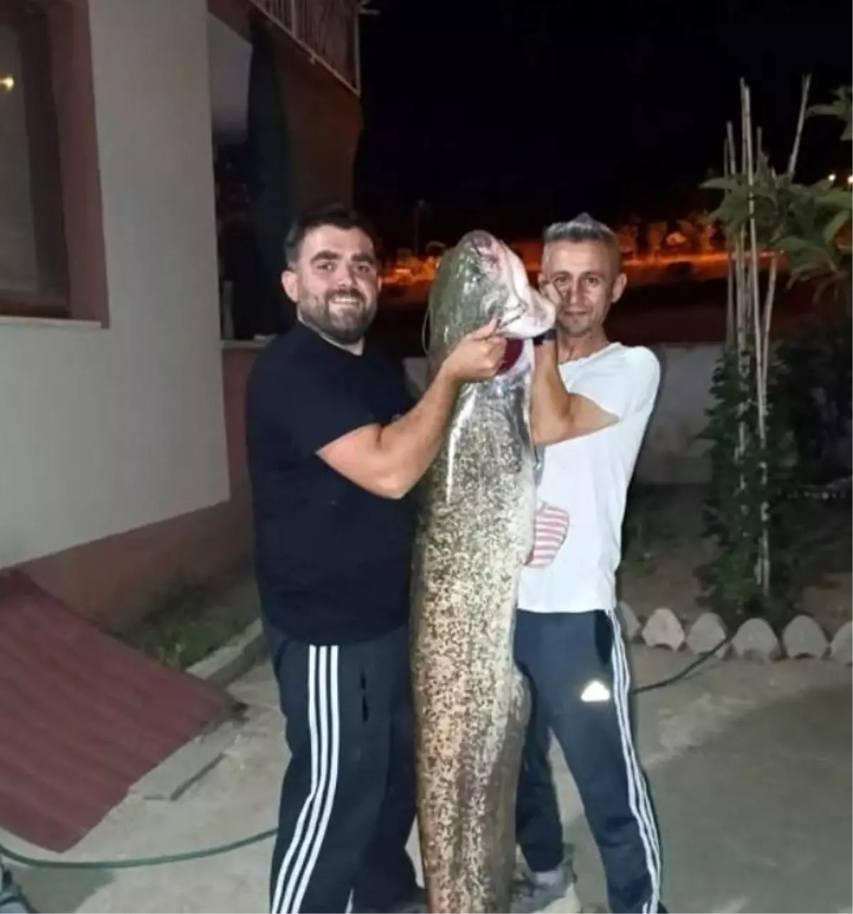 Bilecik\'te Dev Yayın Balığı Yakalandı