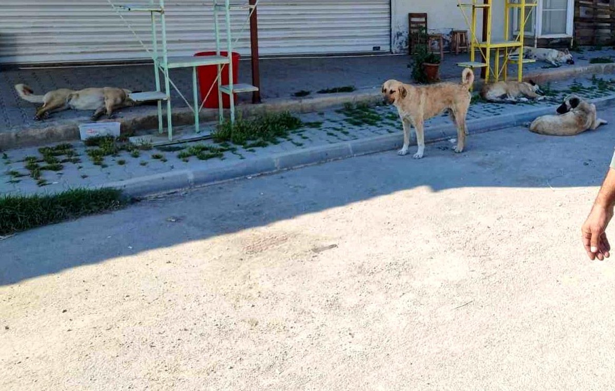 Adana\'da Sokak Köpekleri Tehlike Saçıyor