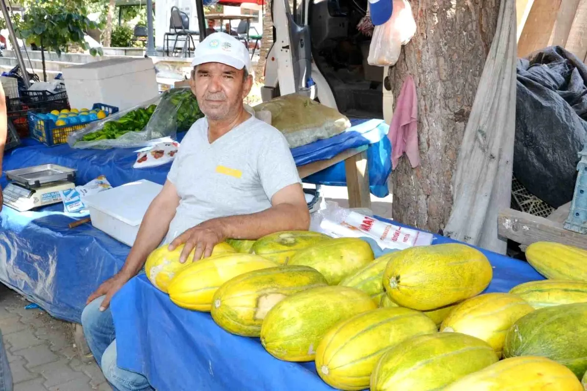 Altınbaş Kavunu Hasadı Başladı
