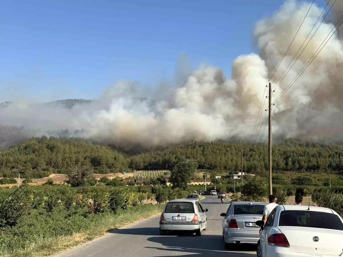 Sakarya\'da Orman Yangını