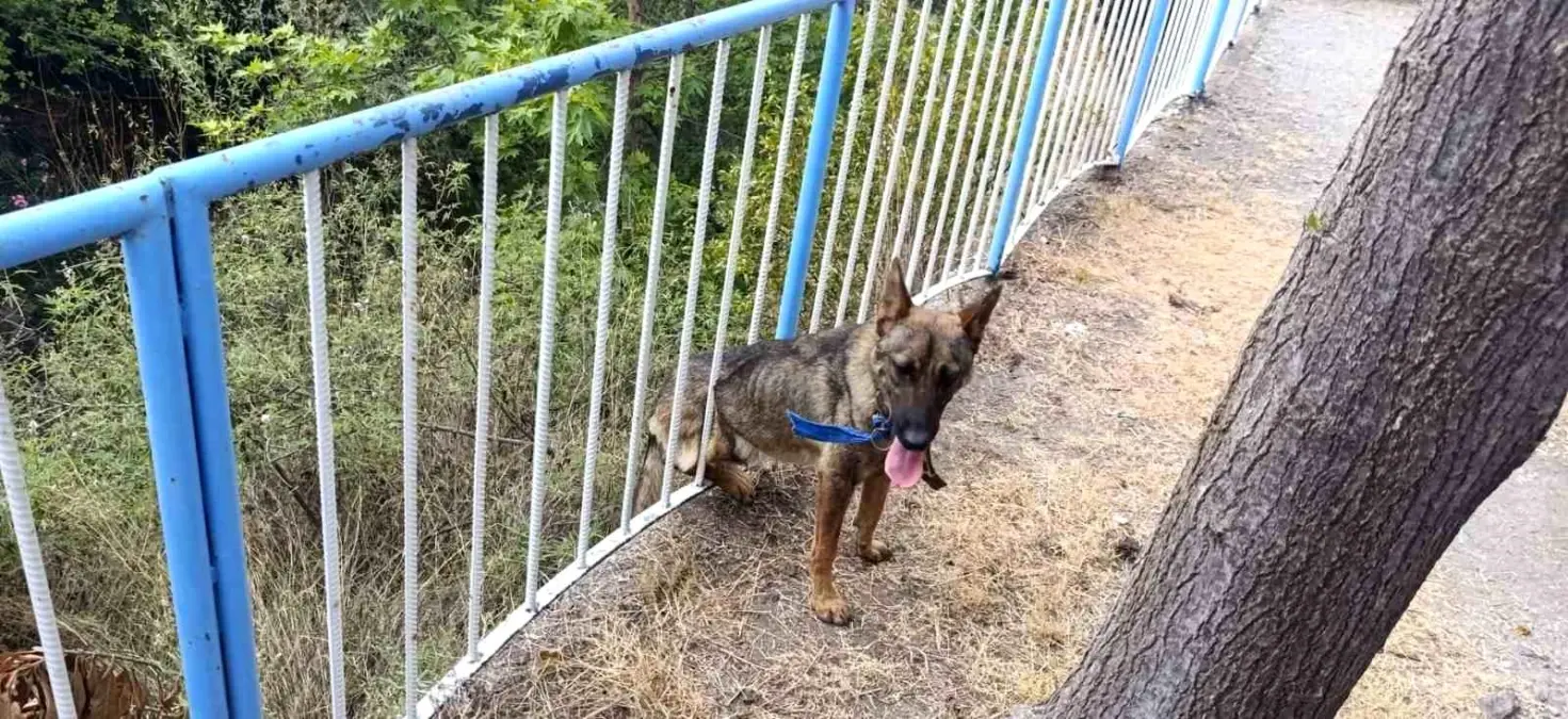 Dörtyol\'da Sıkışan Sokak Köpeği İtfaiye Tarafından Kurtarıldı
