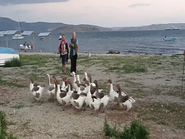 CİMER'e şikayet edilip kümese kapatılan kazlara 'şartlı tahliye'