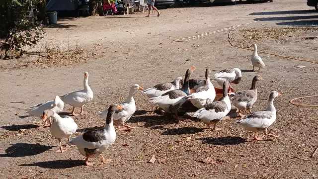CİMER'e şikayet edilip kümese kapatılan kazlara 'şartlı tahliye'