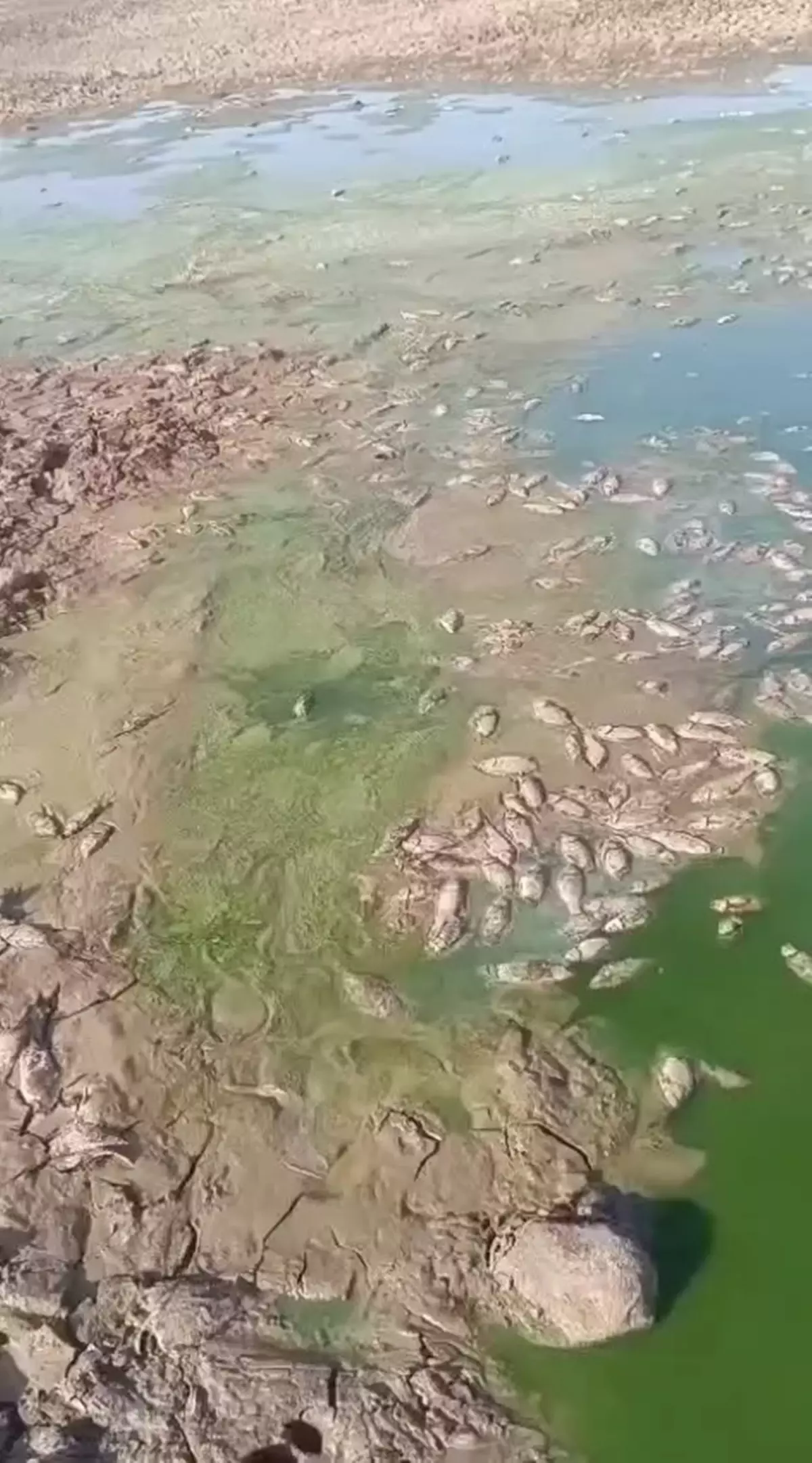Şırnak\'ta Balık Ölümleri