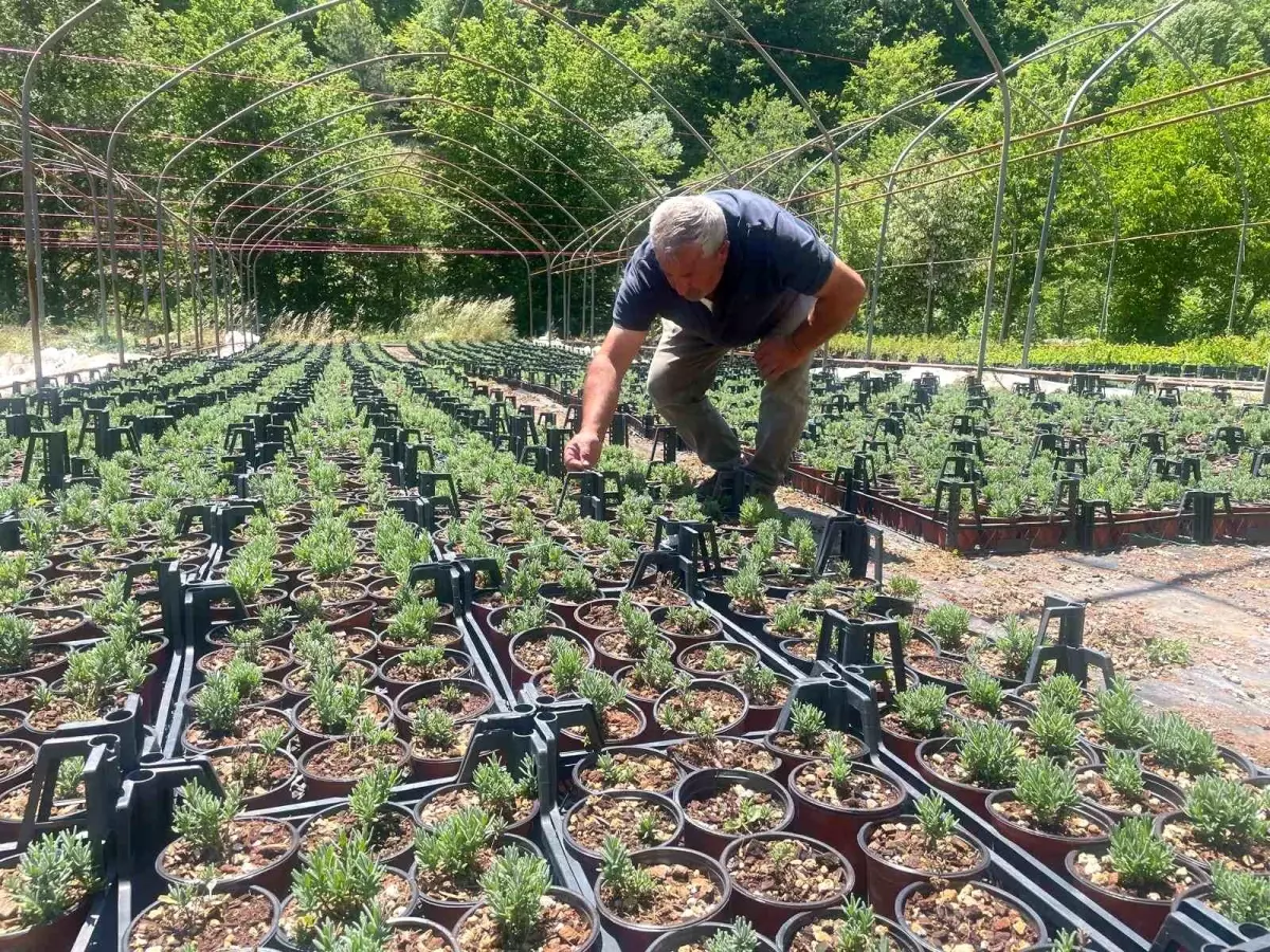 Bursa\'da Lavanta Fidanı Üretimine Başlandı