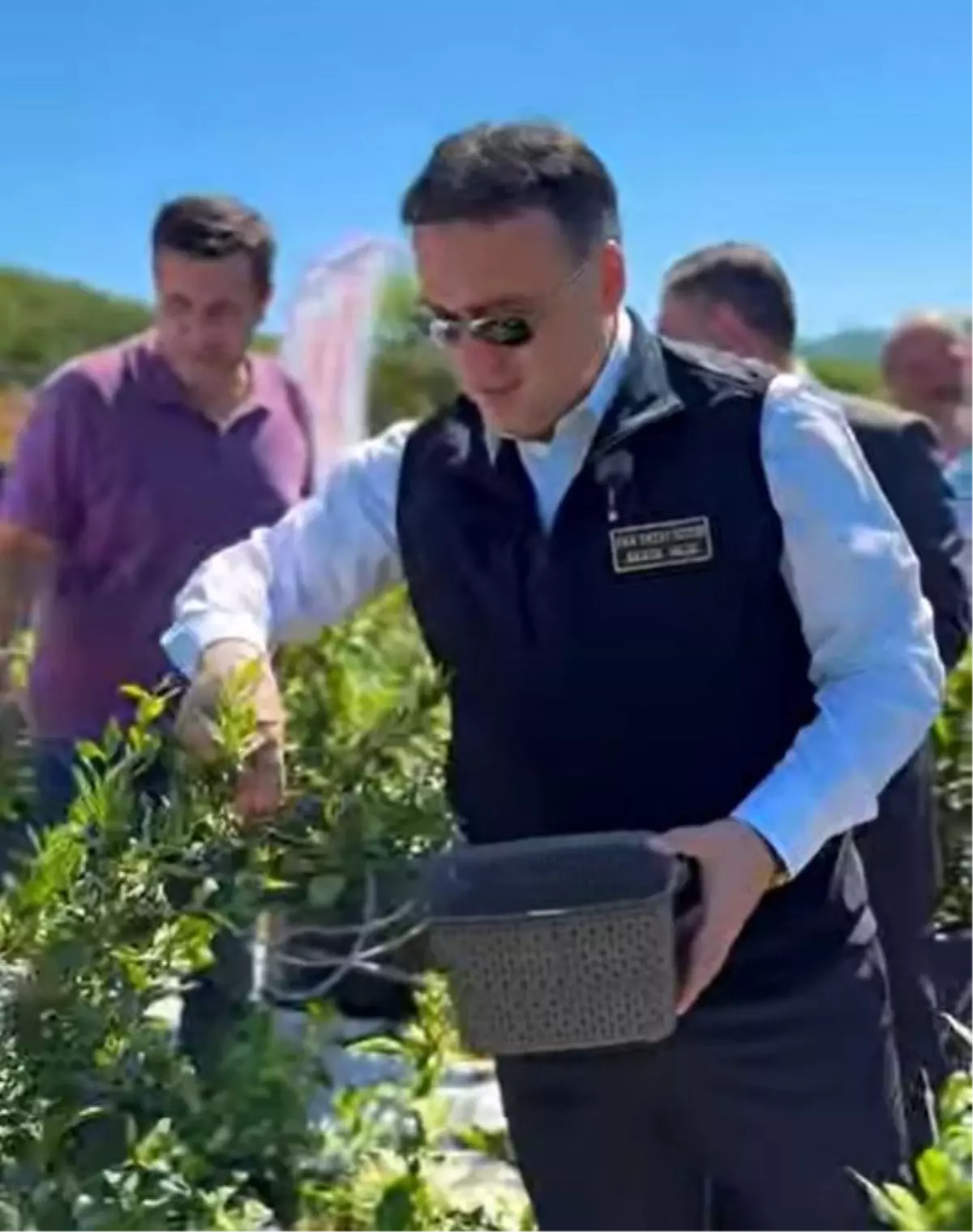 Vali Sözer Yaban Mersini Hasadında
