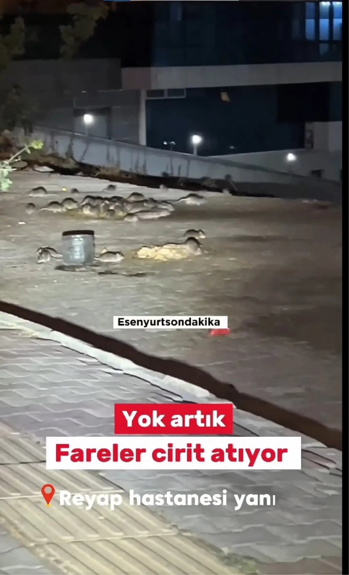 Esenyurt\'ta onlarca fare sokak ortasında cirit atıyor
