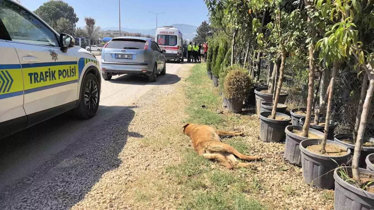 İnegöl\'de Motosiklet Kazası: Sürücü Yaralandı, Köpek Telef Oldu