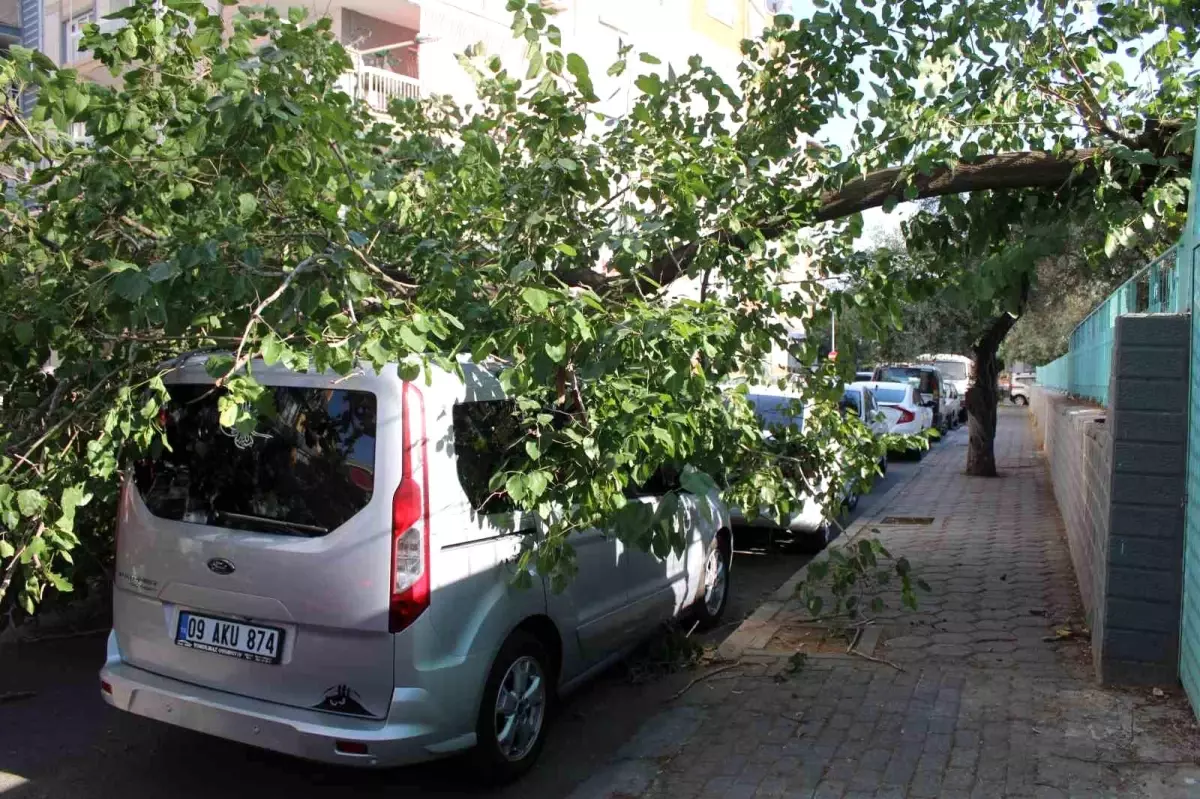 Aydın\'da Park Halindeki Aracın Üzerine Ağaç Devrildi