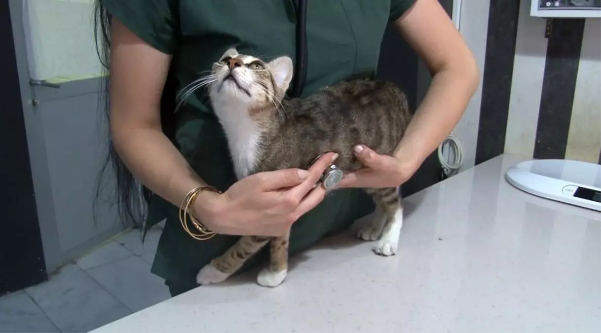 Sıcaklarda Evcil Hayvan Bakım İpuçları