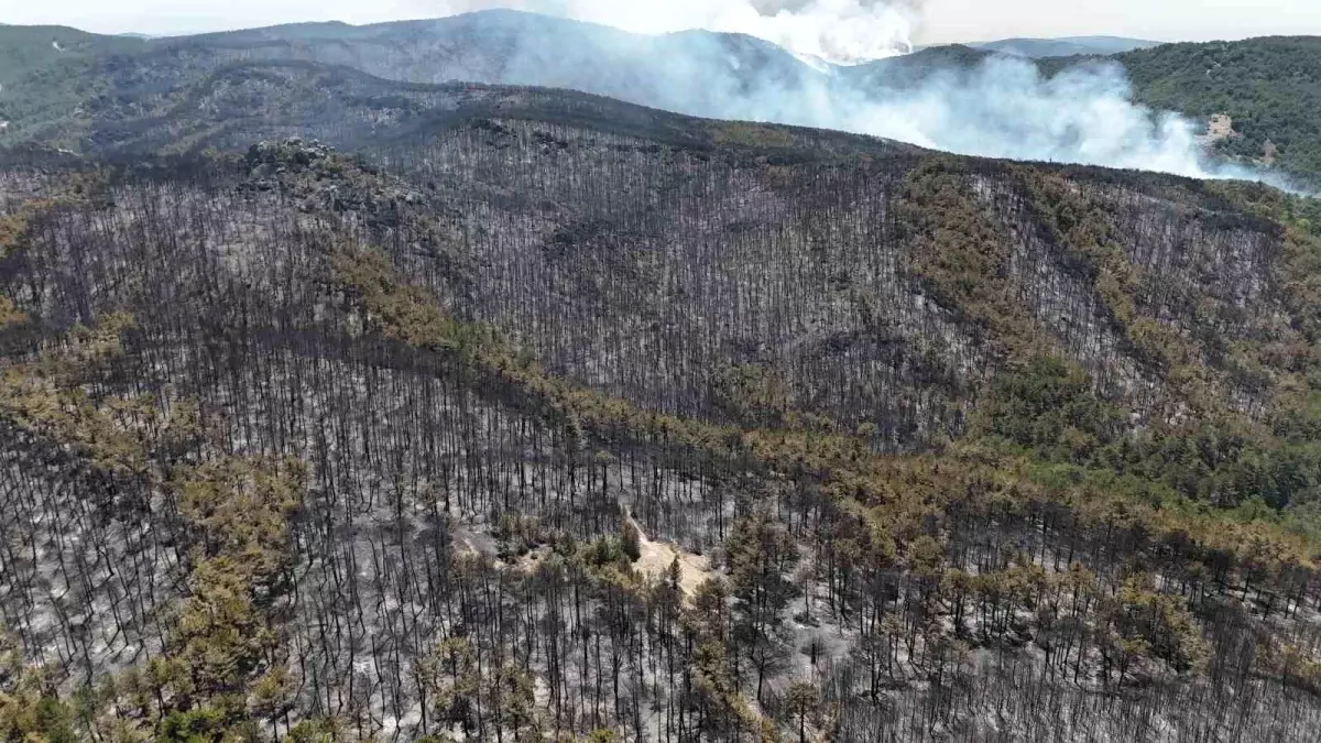 Eskişehir\'de Orman Yangını Kontrol Altında