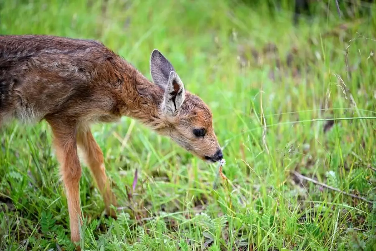Yaban Hayatı İstasyonu\'ndan Kurtarma Faaliyetleri
