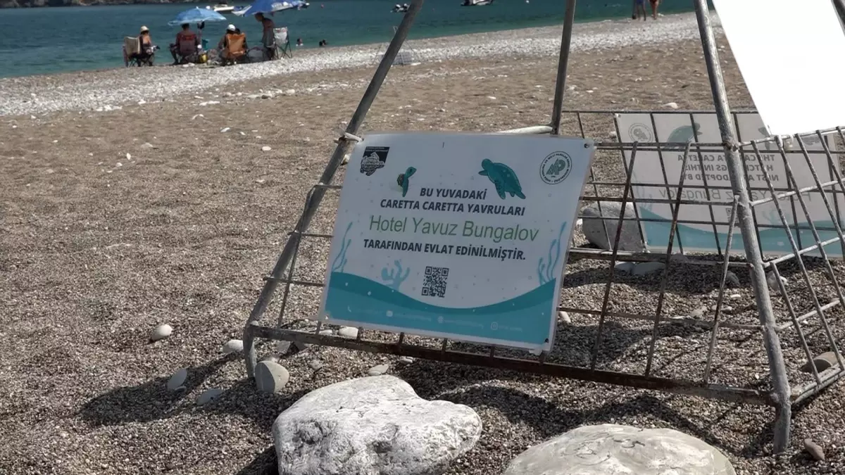 Caretta Carettalar Çıralı\'da Koruma Altında