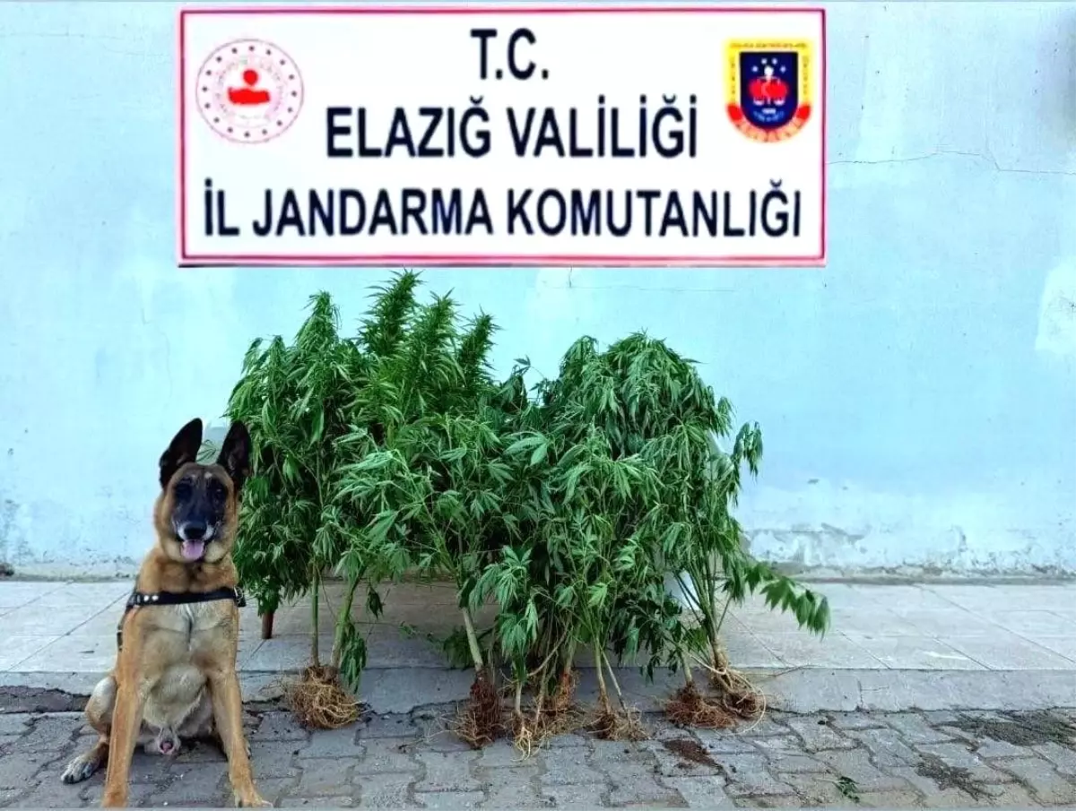 Elazığ\'da Kenevir Operasyonu: 40 Kök Ele Geçirildi