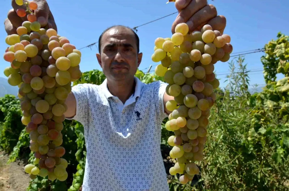 Manisa\'da Çilek Üzümü Hasadı Başladı
