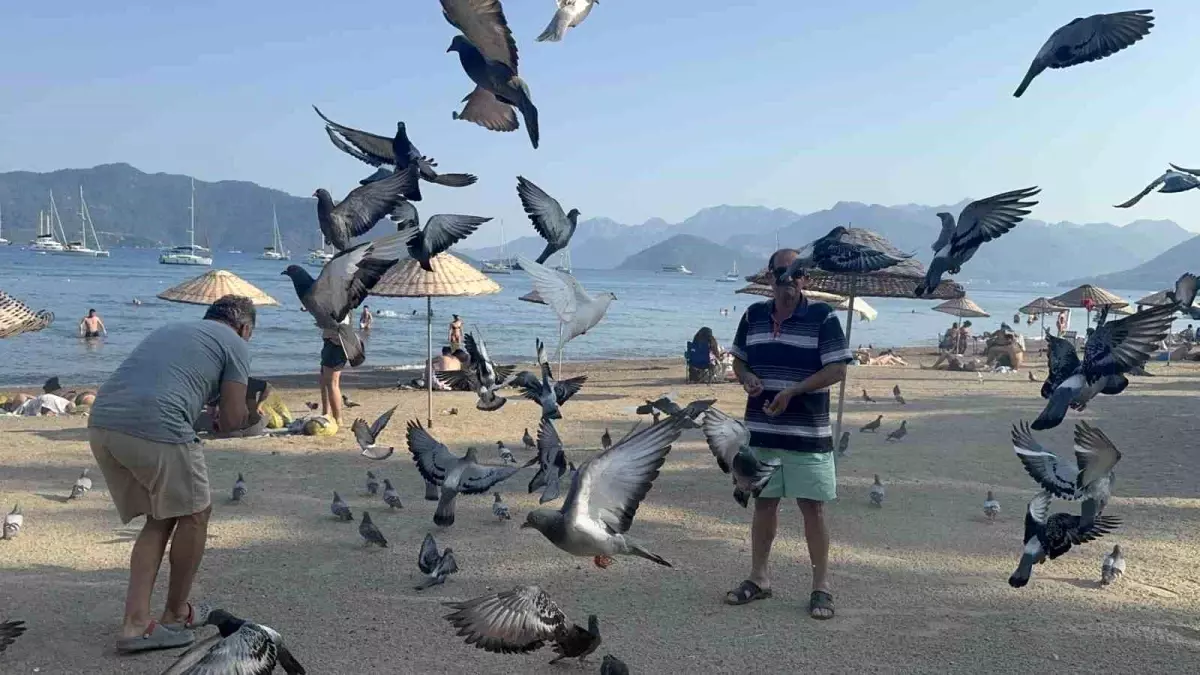 Marmaris\'te Güvercinlere Duyarlı Yardım