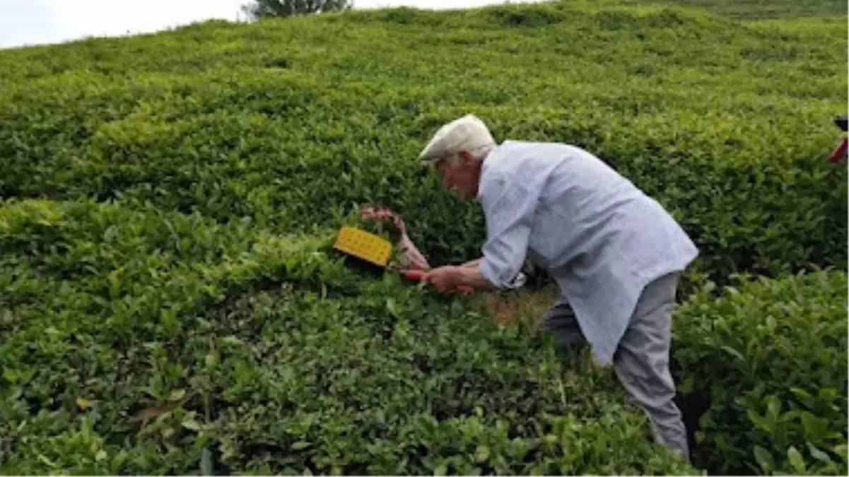 Rize\'de Çay Fabrikalarına Denetim