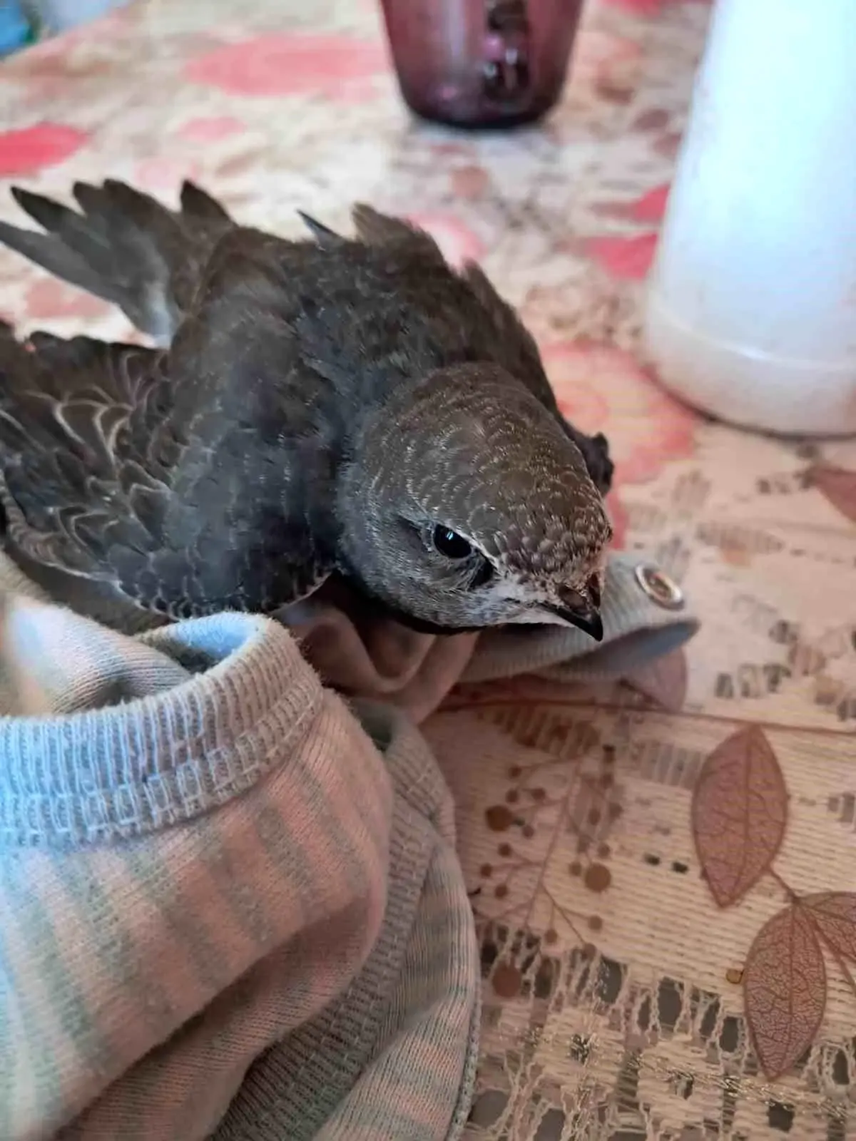 Yaralı Ebabil Kuşu Tedavi Edildi