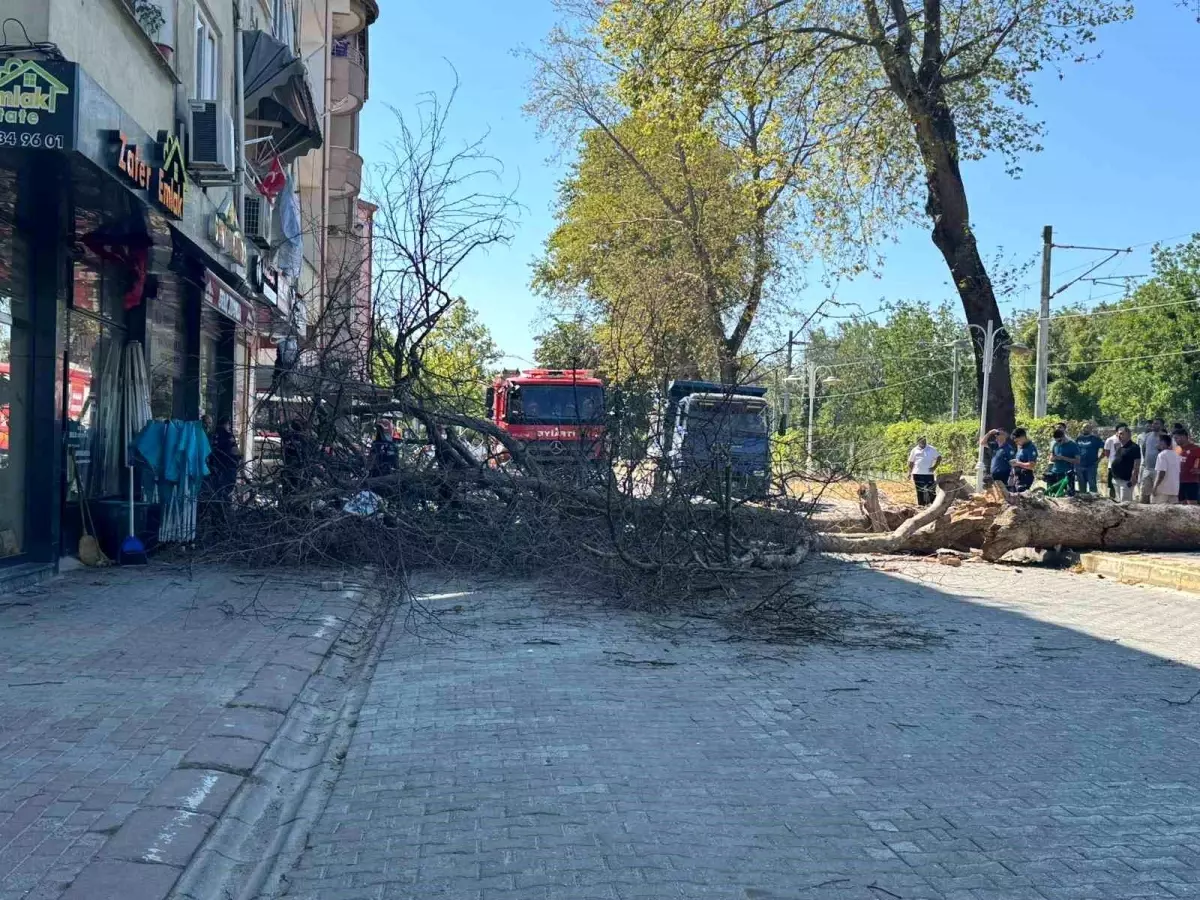 Asırlık Çınar Ağacı Apartmanın Üzerine Devrildi