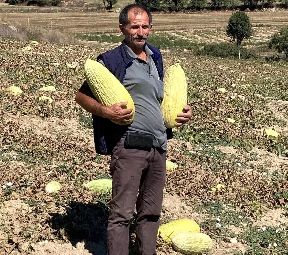 Göncek Kavunu Organik Tarıma Kazandırılacak