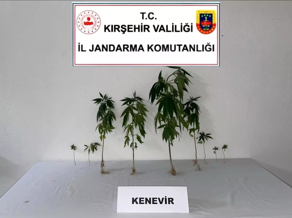 Kırşehir\'de Yasa Dışı Kenevir Ele Geçirildi