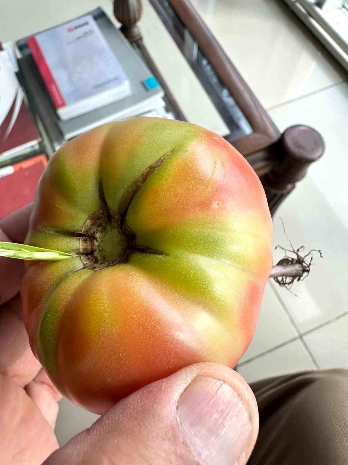 Şırnak\'ta Domatesten Ot Çıktı