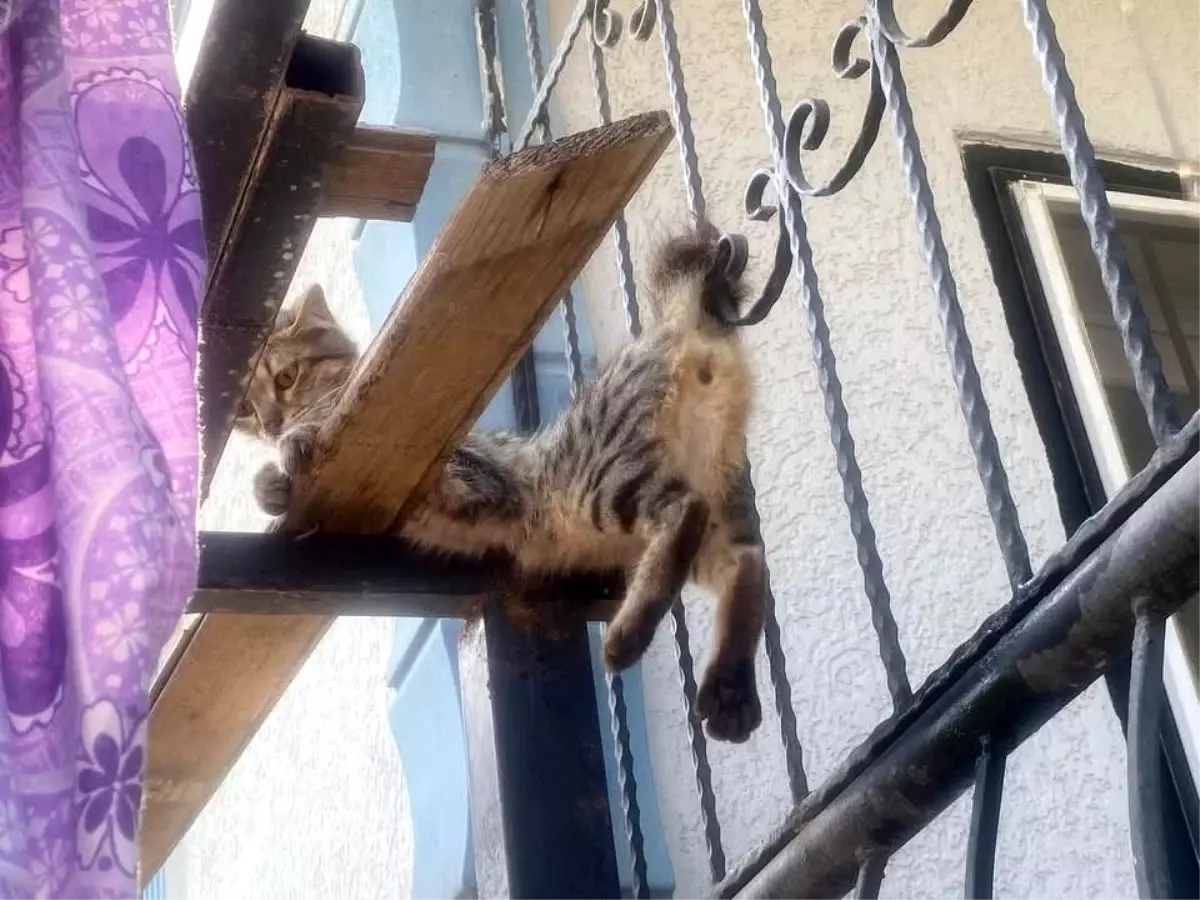Balkon Demir Korkuluklarına Sıkışan Kedi İtfaiye Ekiplerince Kurtarıldı