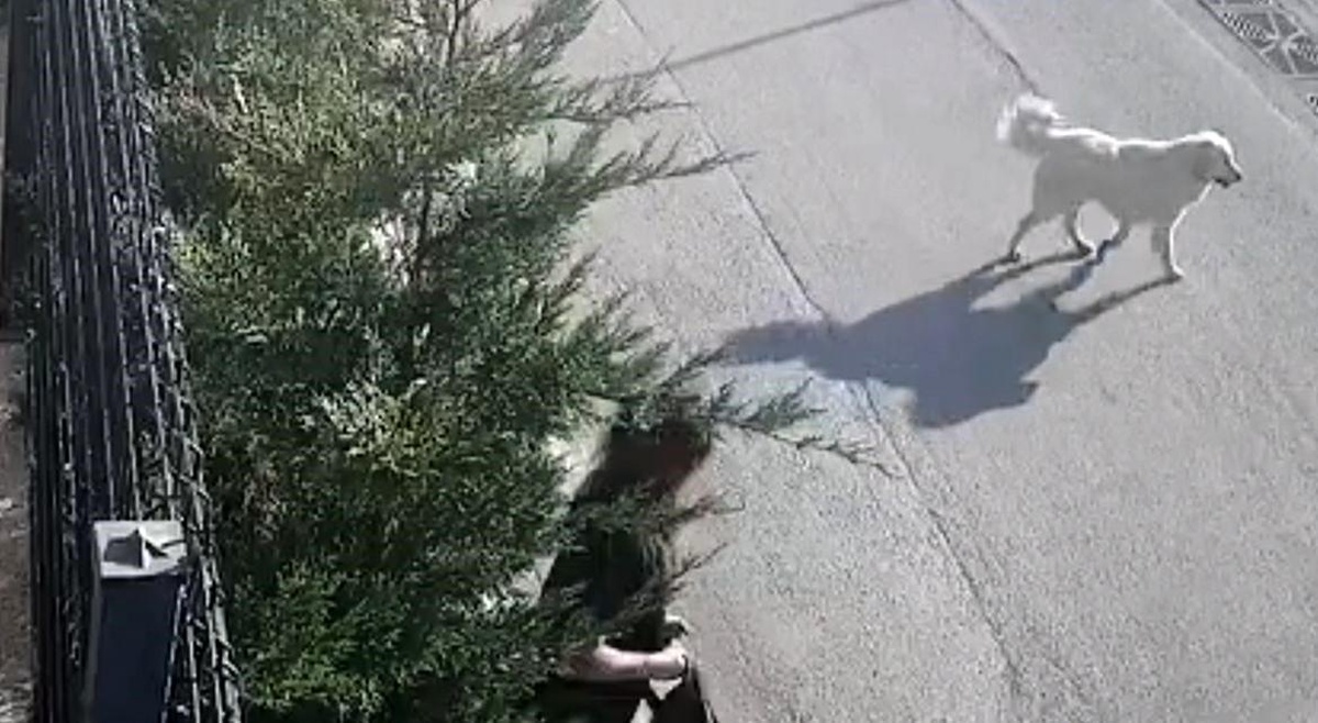 Bursa\'da Sokak Köpekleri Genç Kıza Saldırdı