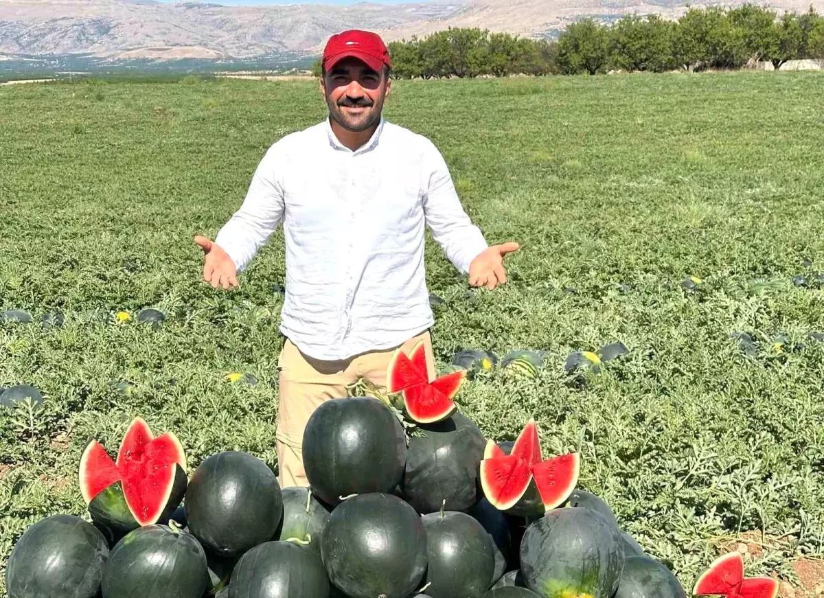Malatya\'da Kavun ve Karpuz Hasadı Başladı