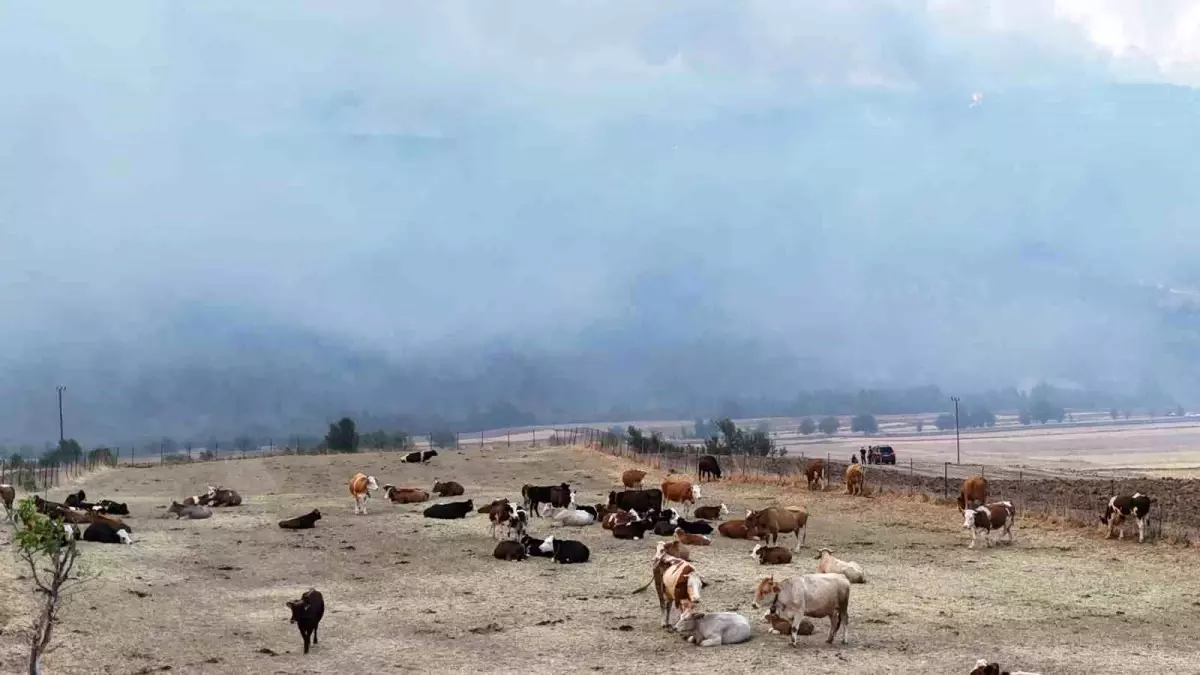 Karabük\'te Orman Yangını: Hayvanlar Tahliye Edildi