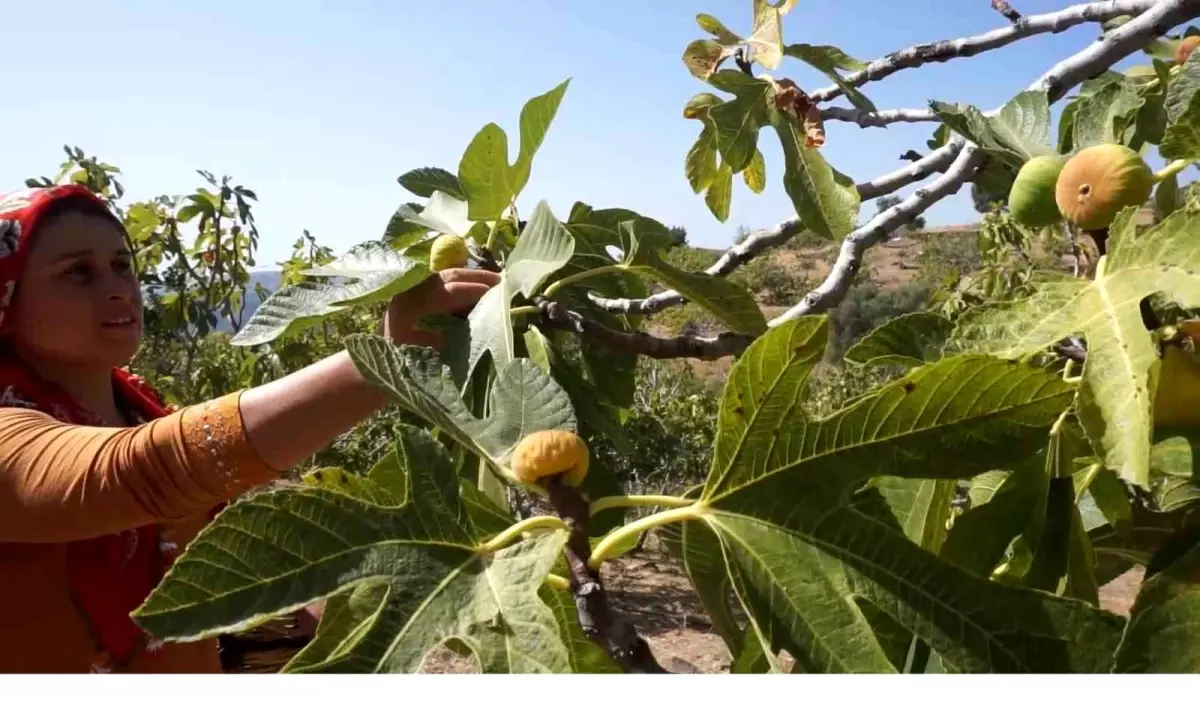 Tire\'de İncir İşçisi Ücretleri Açıklandı