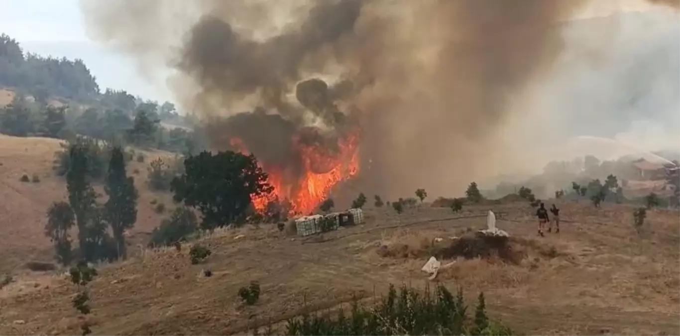 Gönüllülerden Kaplumbağa Kurtarma