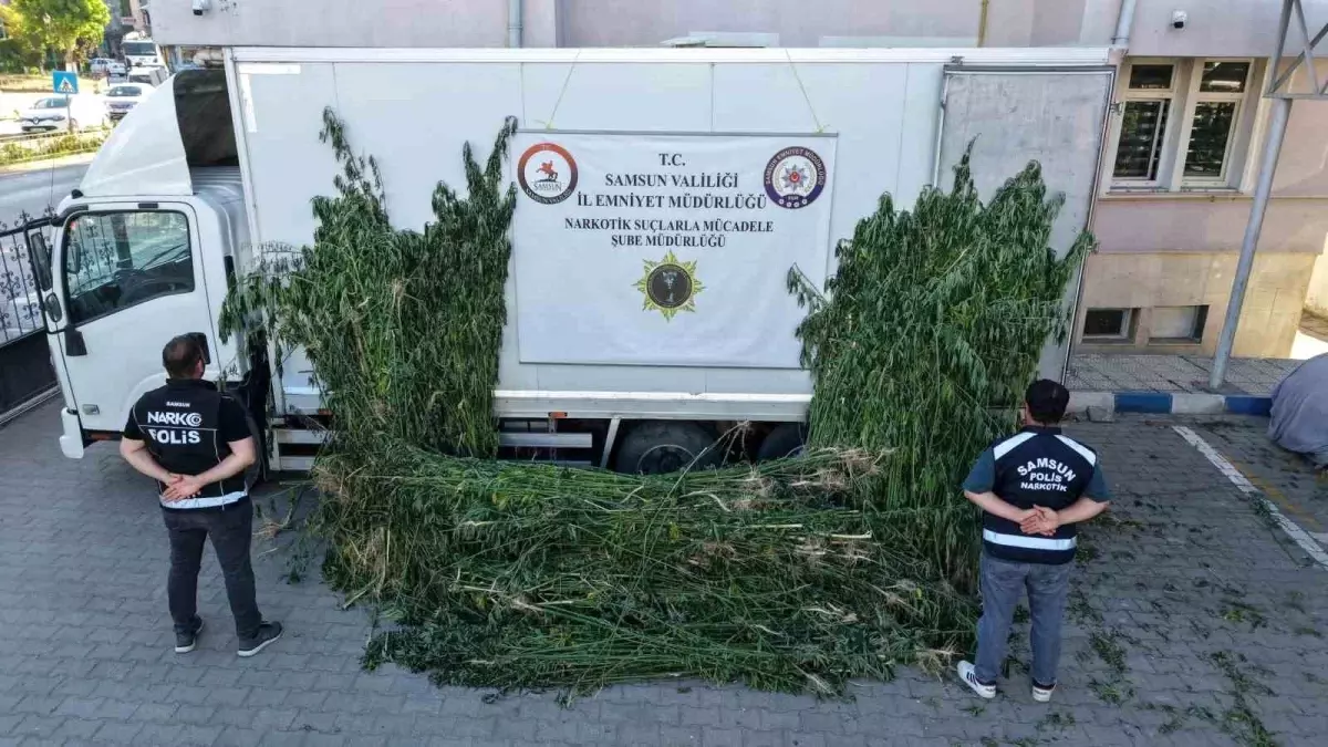 Samsun\'da 5 bin 230 Kök Kenevir Ele Geçirildi