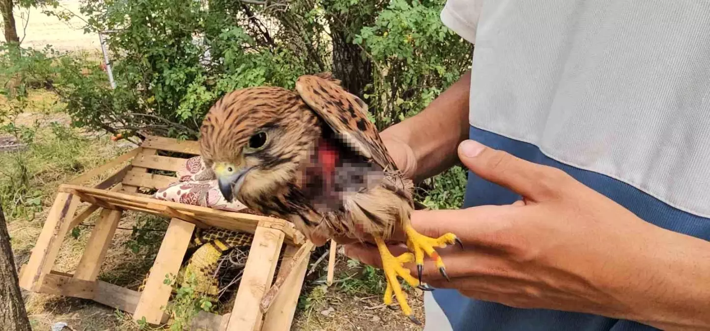 Yaralı Atmaca Kurtarıldı