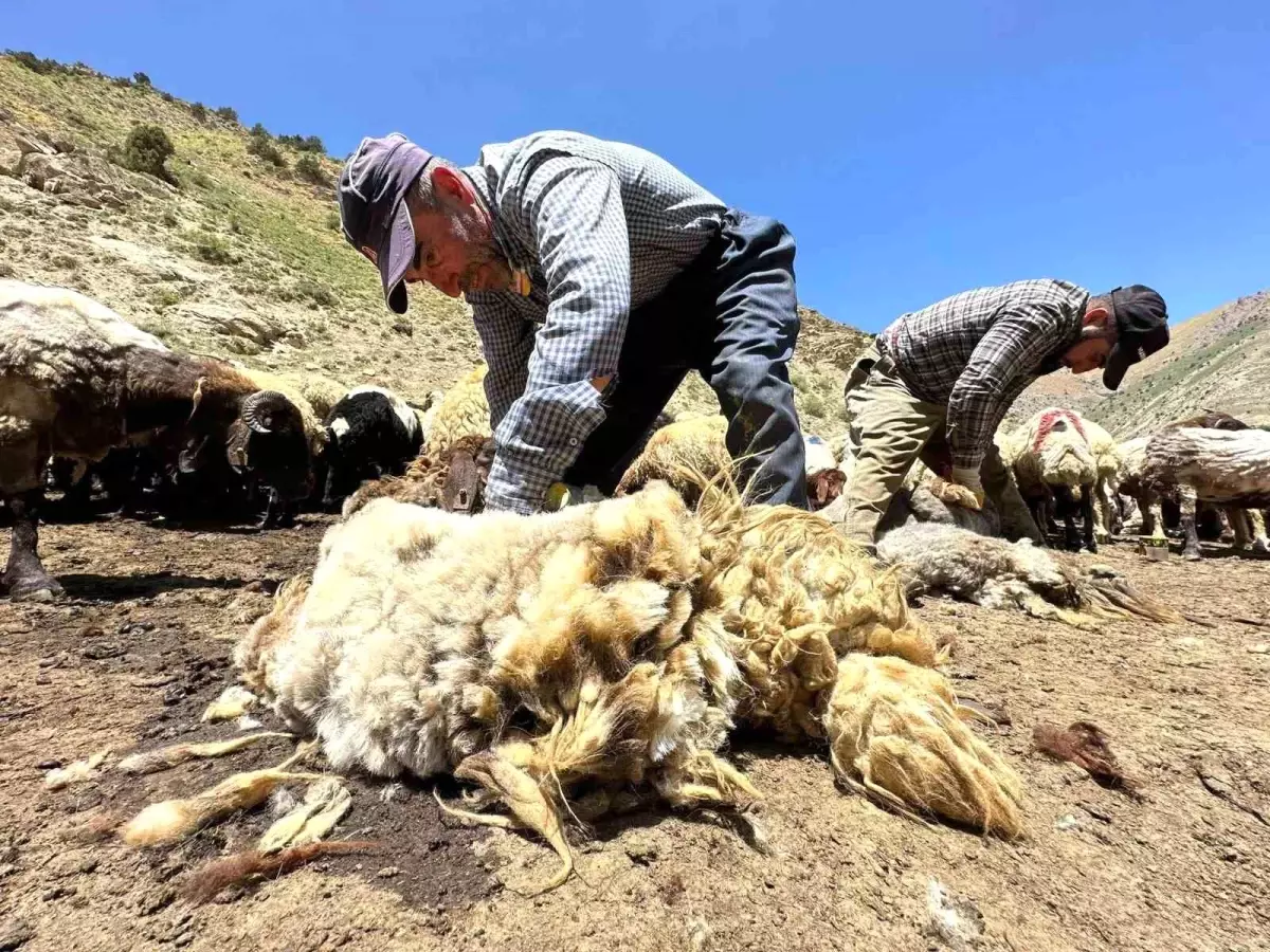 Erzincan\'da Koyun Kırkımı Başladı