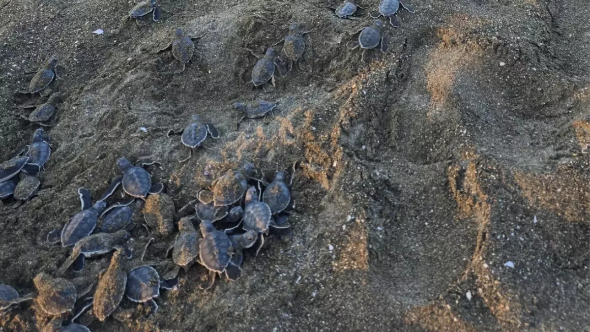 Kaplumbağa Koruma Çalışmaları Yeniden Başladı