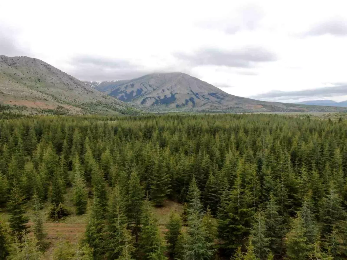 Kayseri\'de Orman Alanlarına Giriş Yasaklandı