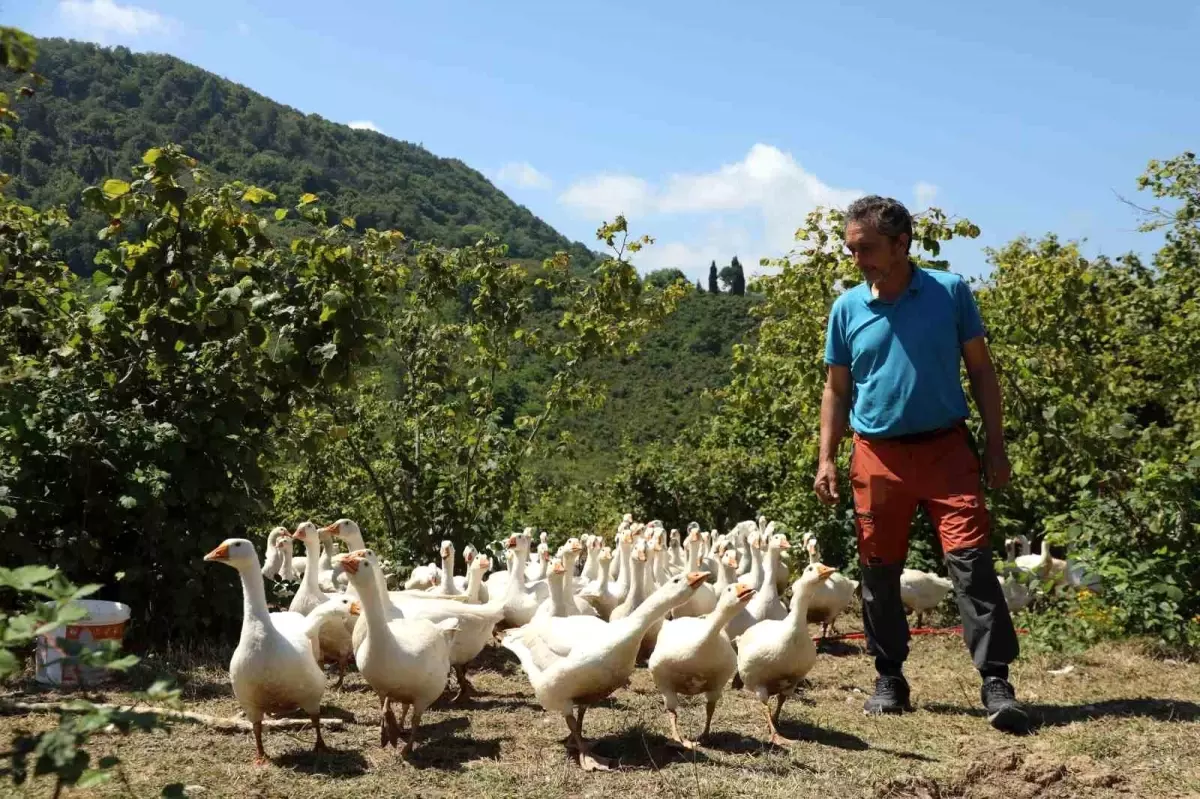 Ordu\'da Kaz Yetiştiriciliği Projesi Büyüyor