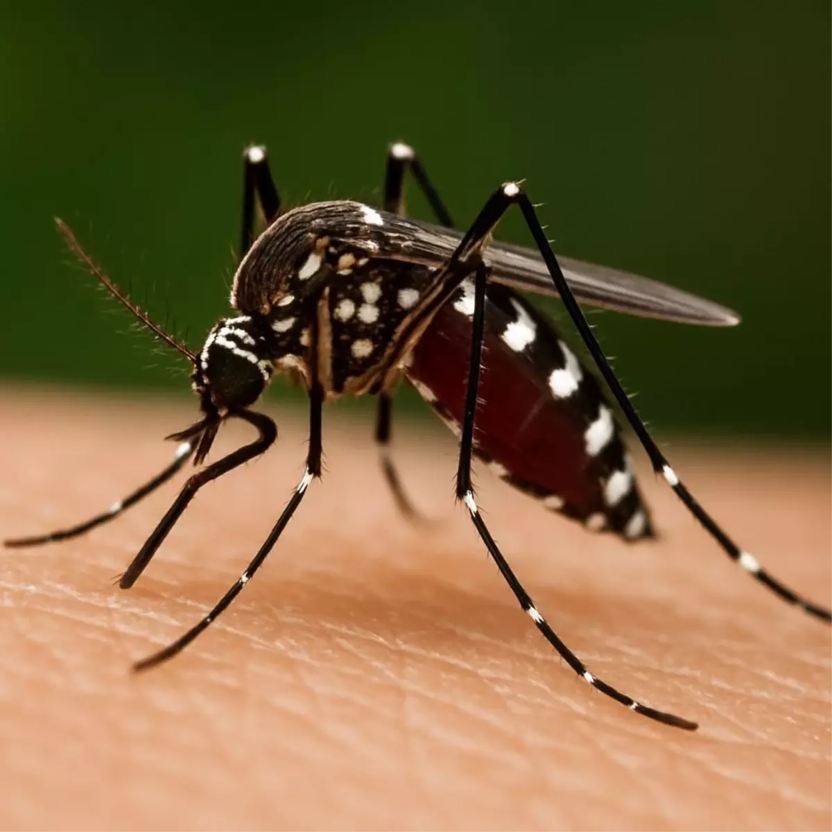 Chikungunya Virüsü Ekvator Dışına Taşındı