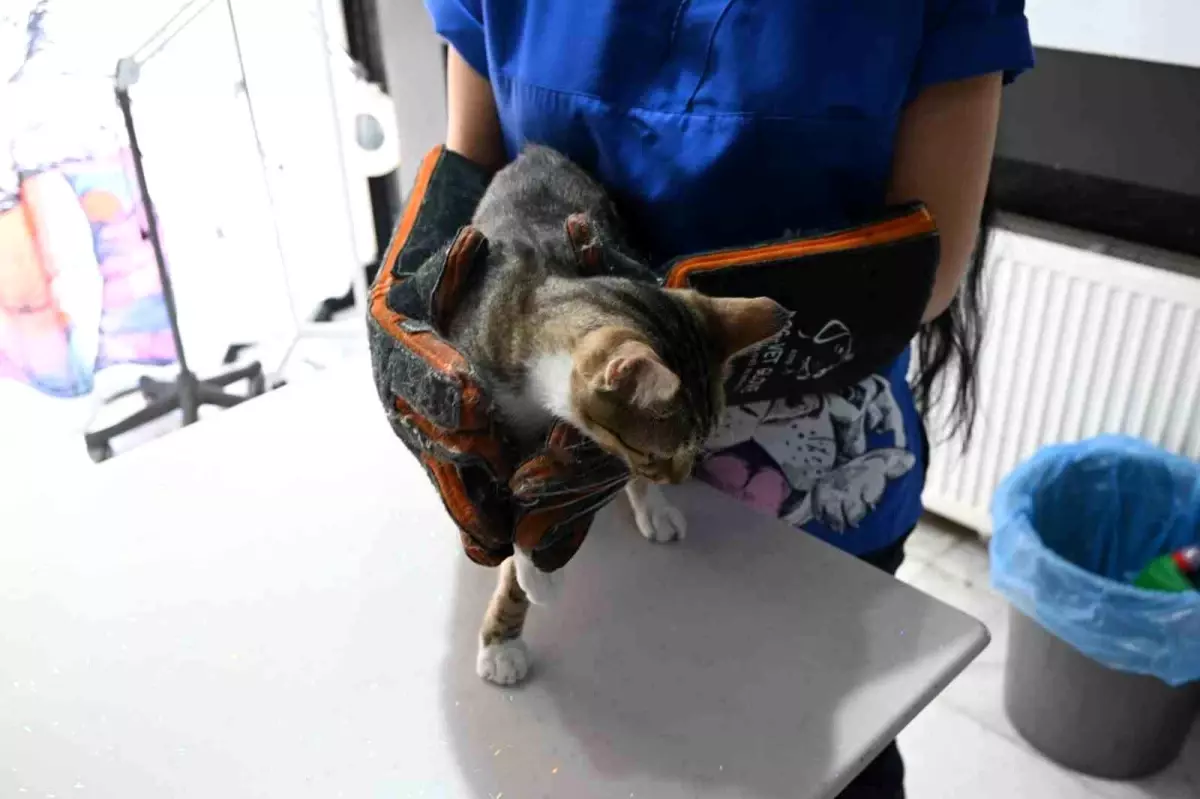 Yangın Zedesi Hayvanlara İlk Yardım İpuçları