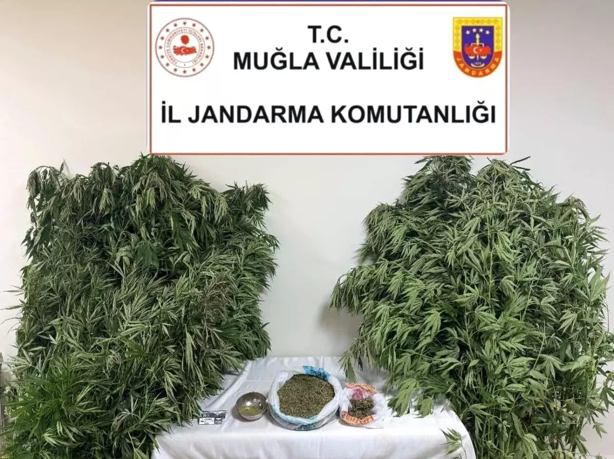 Muğla\'da Uyuşturucu Operasyonu: 1 Gözaltı