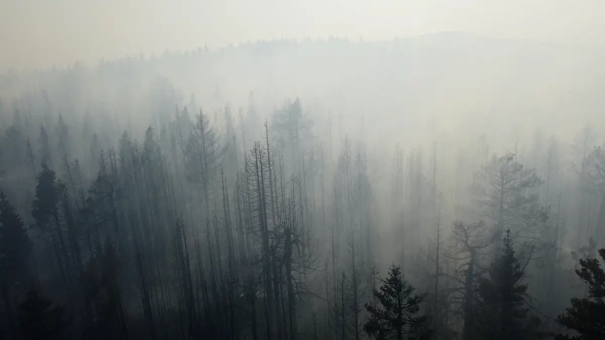 Yılın İlk 7 Ayında 4 Bin 426 Orman Yangını