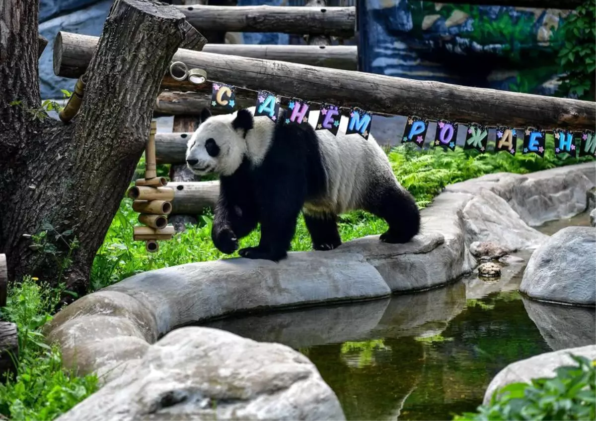 Moskova\'da Dev Panda İkincinçinin Doğum Günü Kutlandı