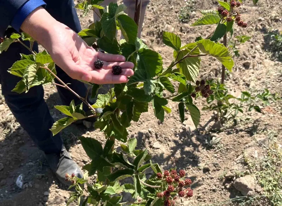 Böğürtlen Fidanları Meyve Vermeye Başladı