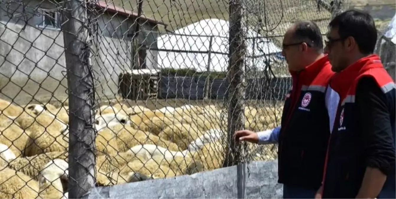 Bayburt\'ta Küçükbaş Hayvancılık Denetimi