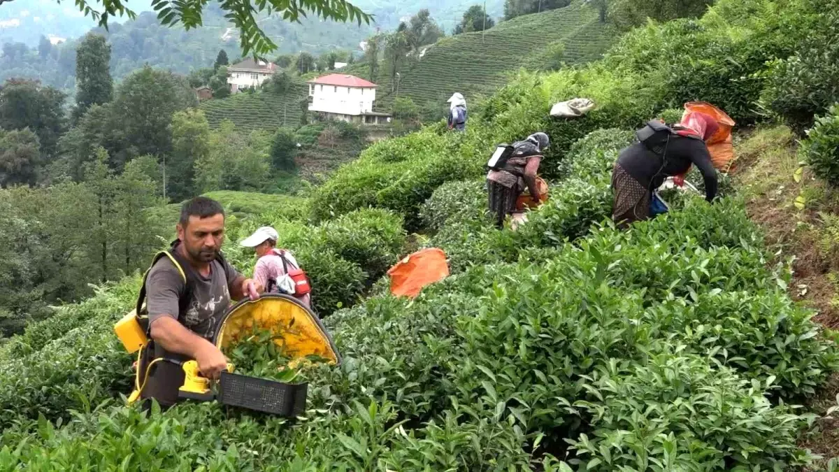 ÇAYKUR: Acele Etmemek Gerek